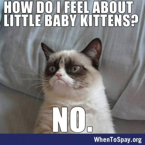 Spay your cat