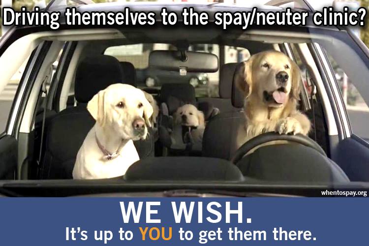 Low cost spay neuter services St. Louis